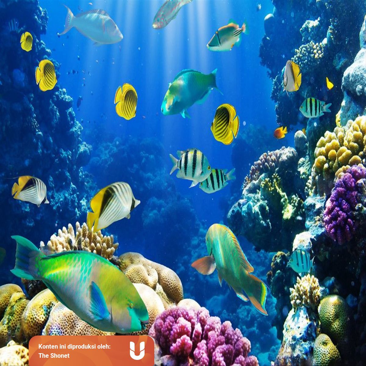 Mimpi Ngambil Ikan : Untuk anda yang pernah mengalami mimpi melihat